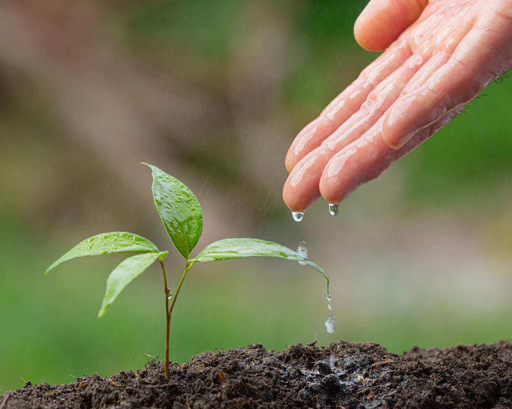 AAVNI - Lets Spread Green