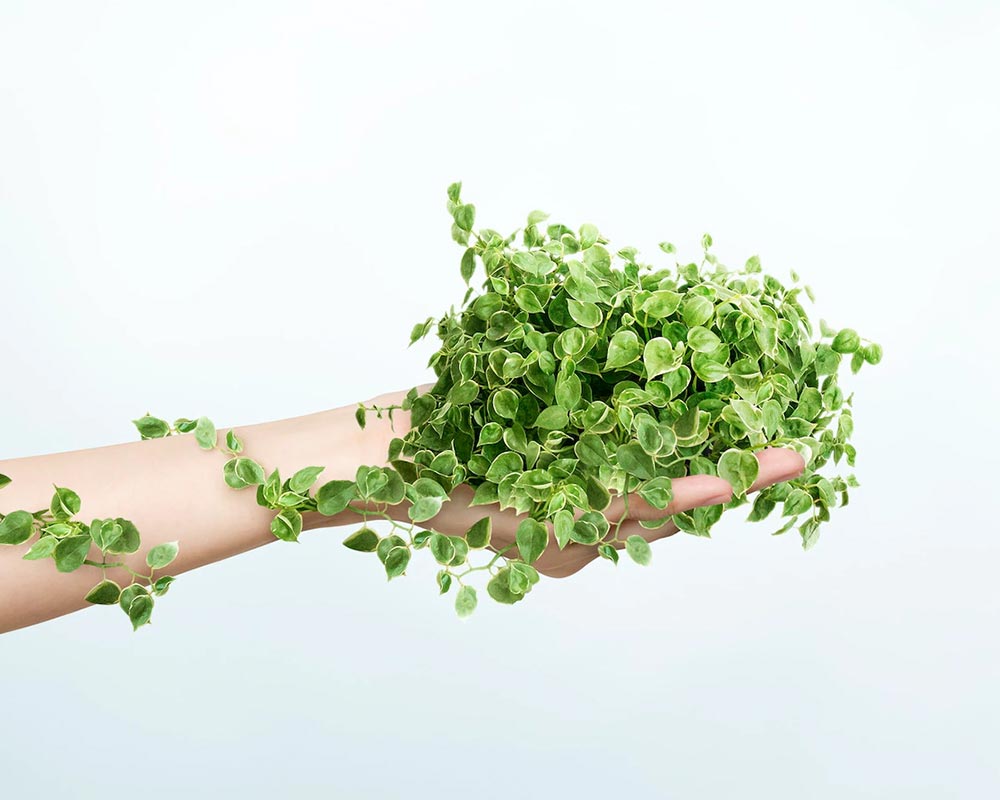 AAVNI - Lets Spread Green