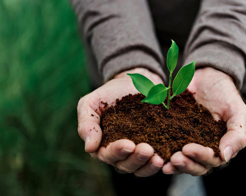 AAVNIAAVNI - Lets Spread Green