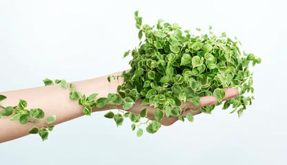 AAVNI - Lets Spread Green